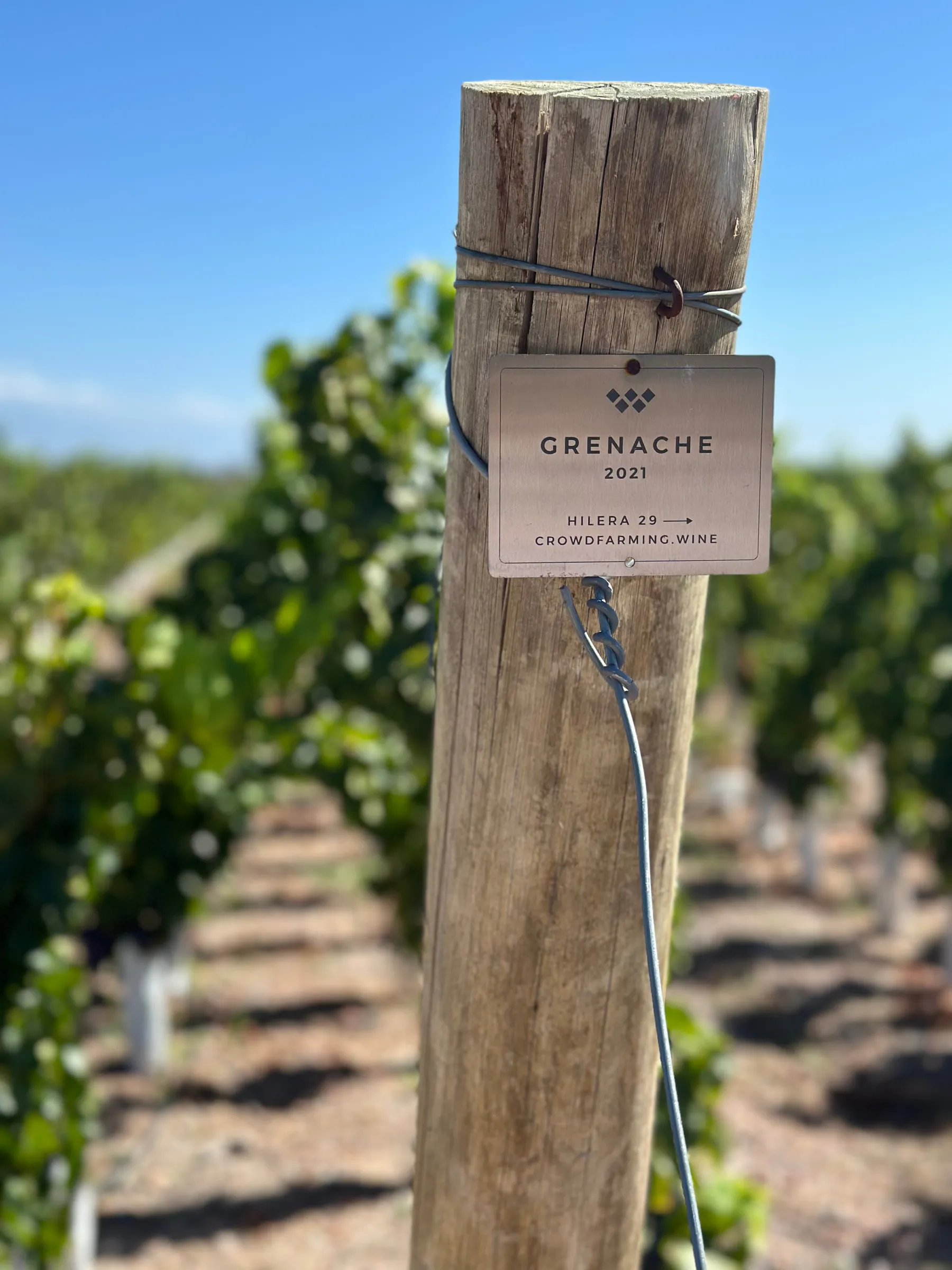 Grenache vineyard