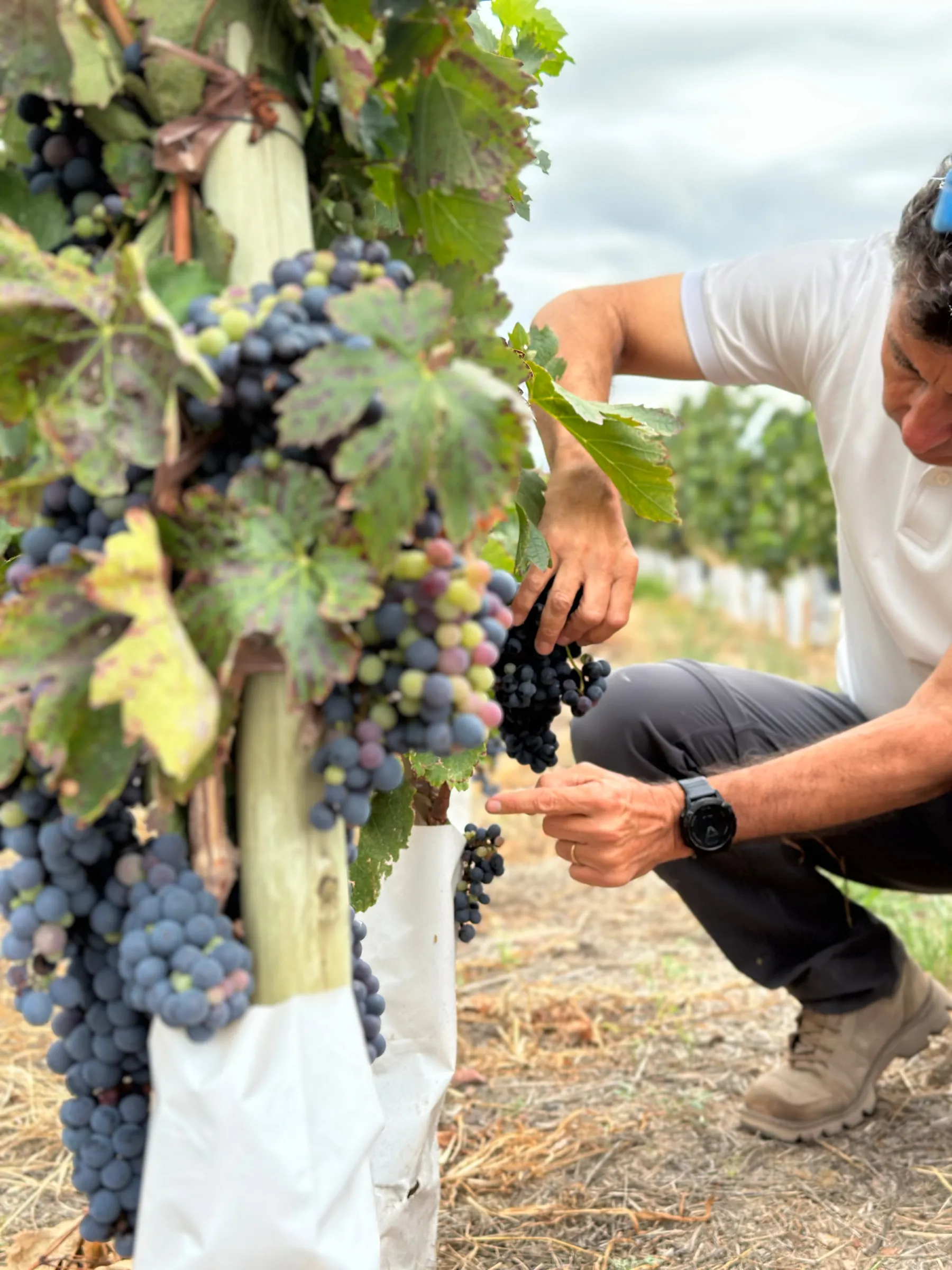 Vine pruning